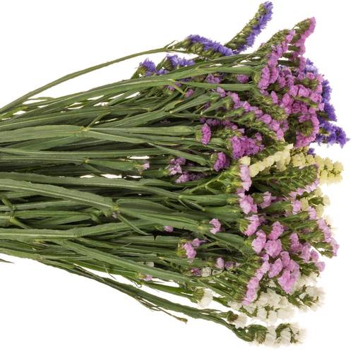 Statice mix Import Iblaflor 55 Gramm 80cm