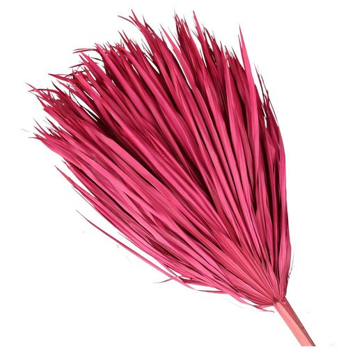 Trocken Chamaerops Fuchsia L70cm x8