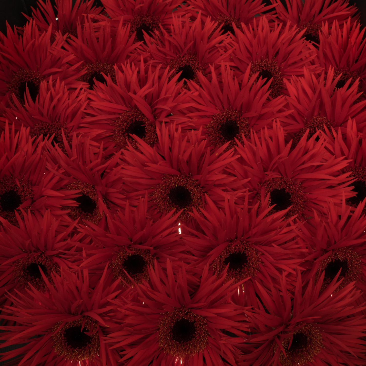 Germini rot Spin Larsson