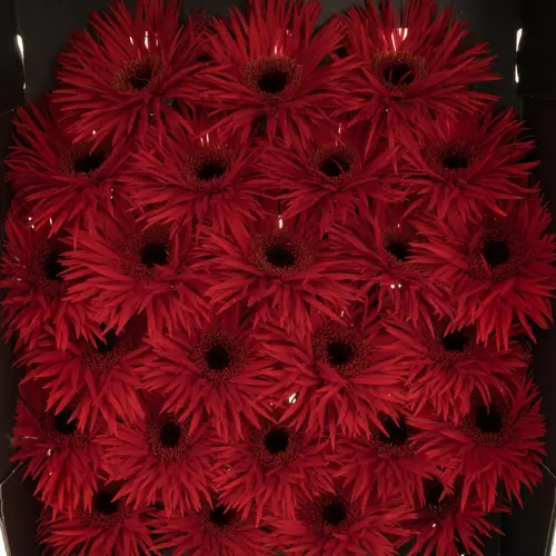 Germini rot Spin Larsson