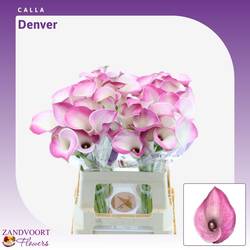 Calla rosa/weiss Denver 60cm