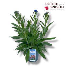 Lindelofia blau Longiflora T15 H040
