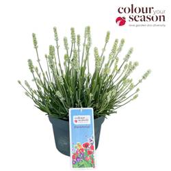 Lavendel Ardeche weiss T19 H040