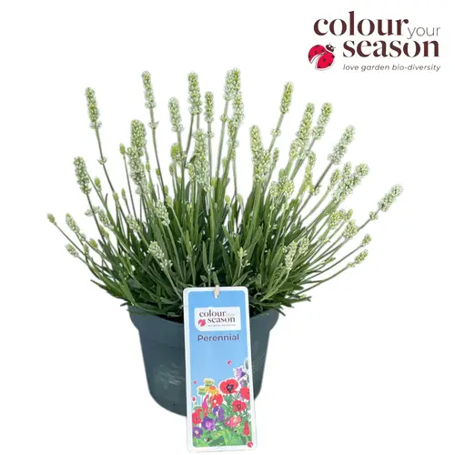 Lavendel Ardeche weiss T19 H040