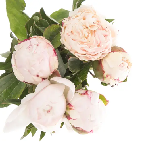 Pfingstrose weiss/rosa gefüllt Shirley 40cm