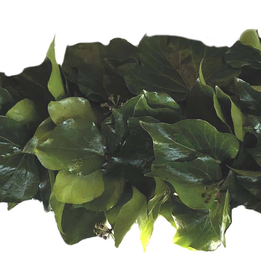 Girlande Hedera halb gebunden 1 Meter