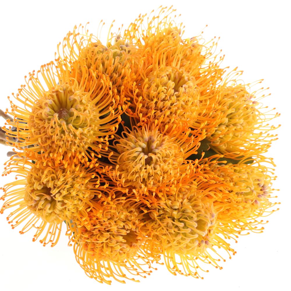 Nutans orange Jelena 35cm