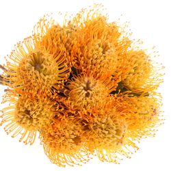 Nutans orange Jelena 35cm