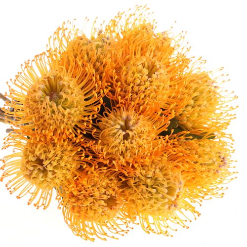 Nutans orange Jelena 35cm