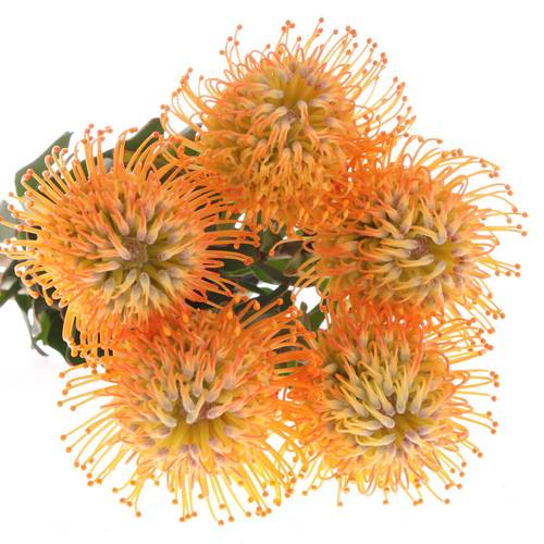 Nutans orange Jelena 35cm