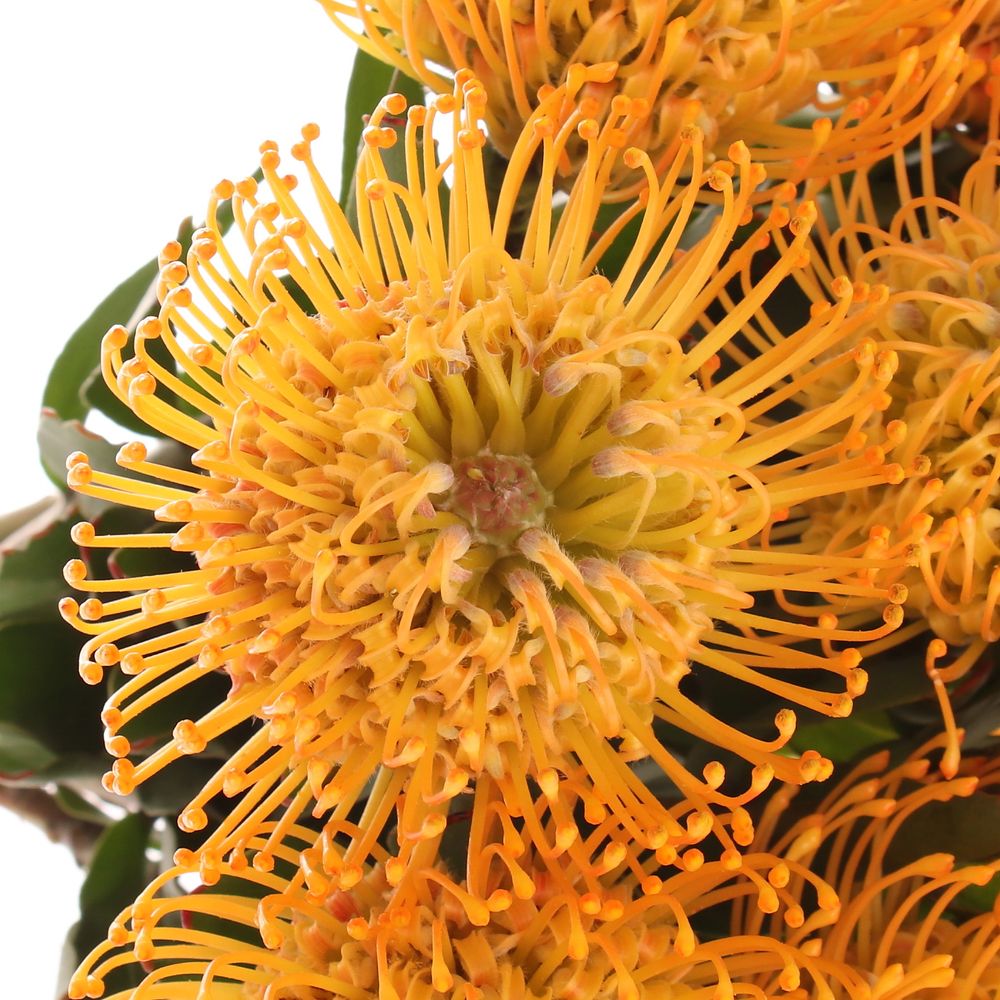 Nutans orange Jelena 35cm