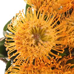 Nutans orange Jelena 35cm