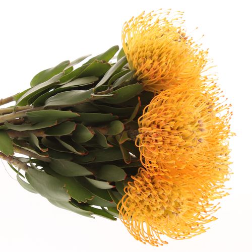 Nutans orange Jelena 35cm