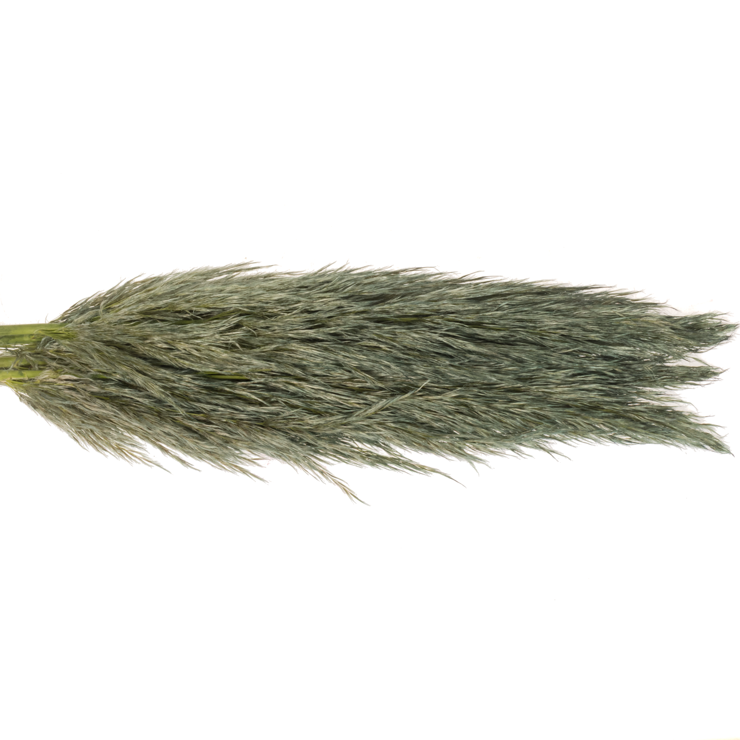 Pampas Frisch dunkel grün gefärbt 90cm