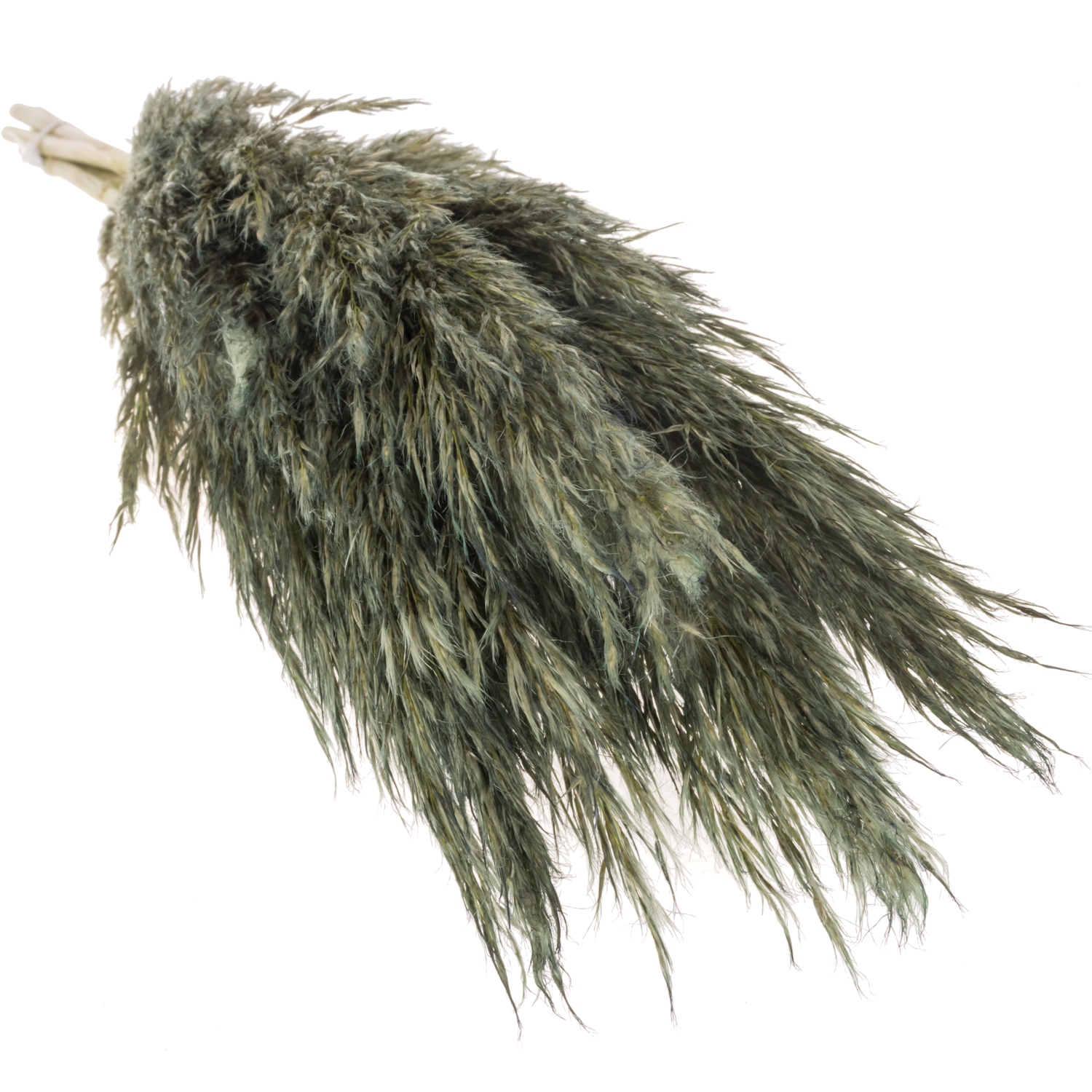 Pampas Frisch dunkel grün gefärbt 90cm