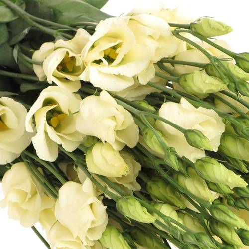 Lisianthus creme Piccolo Einfach 5+Bl.70cm