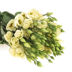 Lisianthus creme Piccolo Einfach 5+Bl.70cm