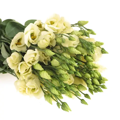 Lisianthus creme Piccolo Einfach 5+Bl.70cm