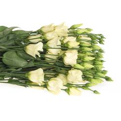 Lisianthus creme Piccolo Einfach 5+Bl.70cm