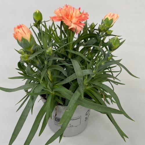 Dianthus orange Super Trouper Sorbet T09 H020