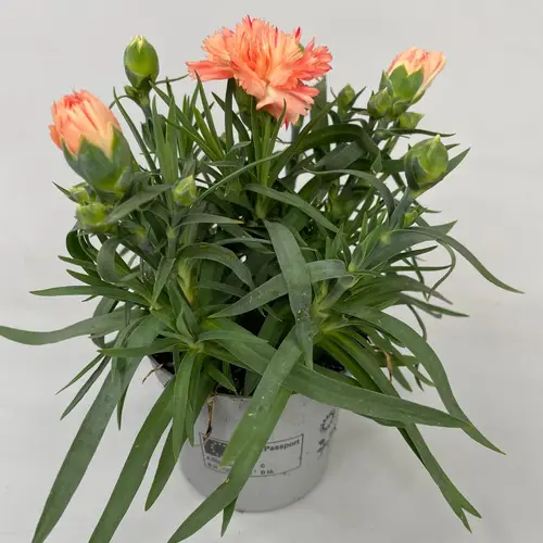 Dianthus orange Super Trouper Sorbet T09 H020