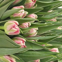 Tulpe pink doppel Flash Point 28 Gramm