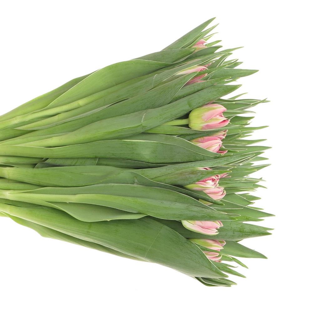 Tulpe pink doppel Flash Point 28 Gramm