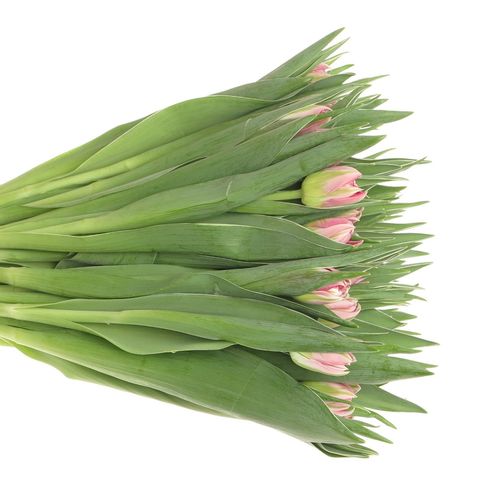 Tulpe pink doppel Flash Point 28 Gramm