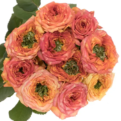 Rose rosa/dunkel orange Island Samoa gefüllt 70cm