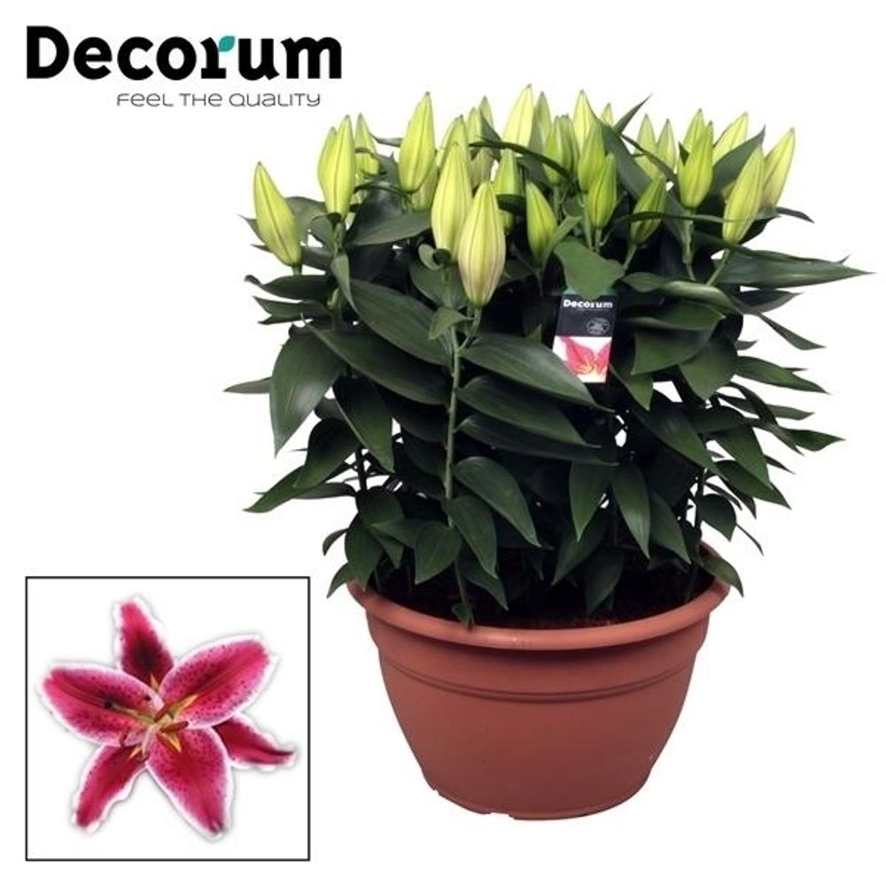 Lilien 15er Oriental Schale lila/rot T35 H60