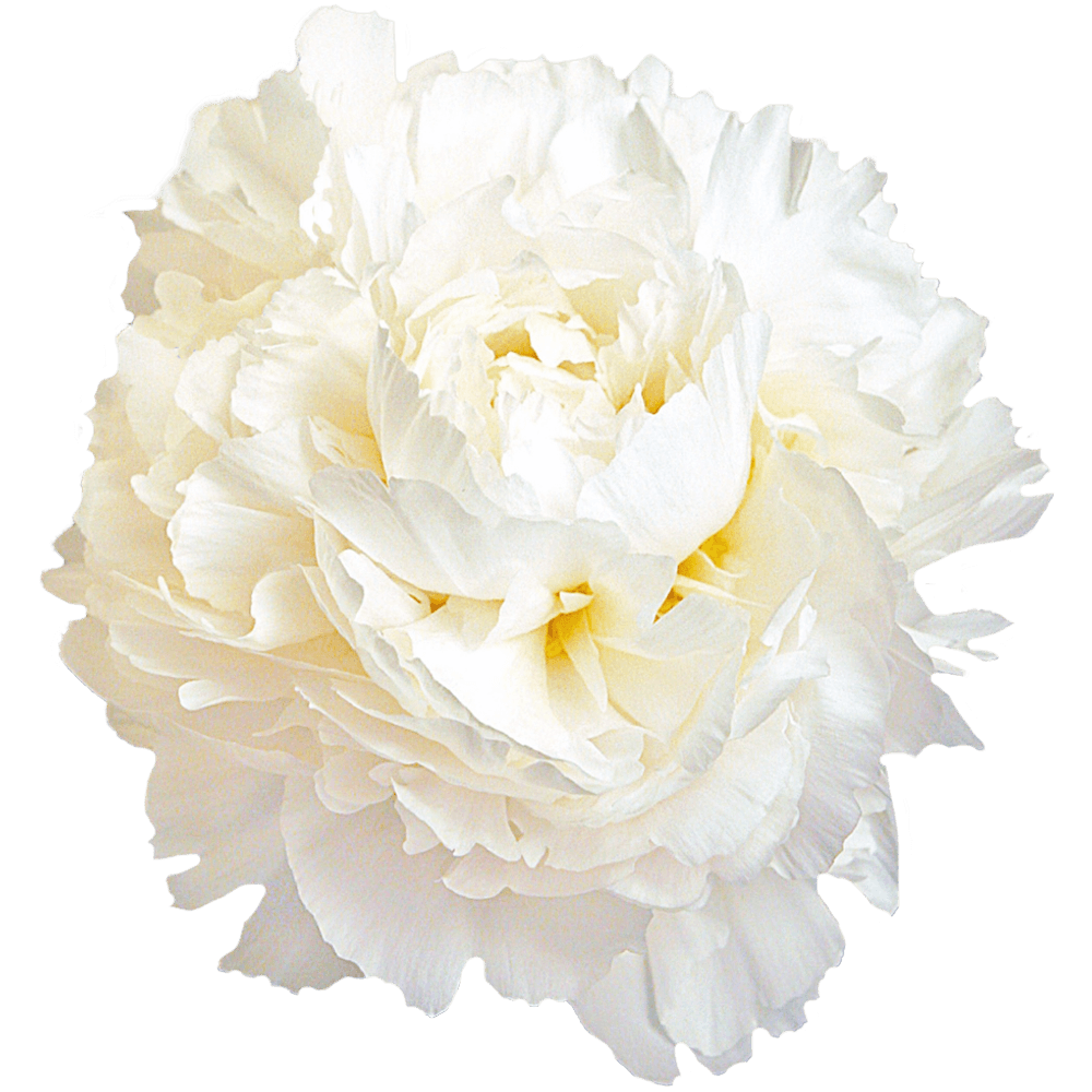 Pfingstrose creme Claude Frankreich 50cm