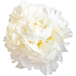 Pfingstrose creme Claude Frankreich 50cm