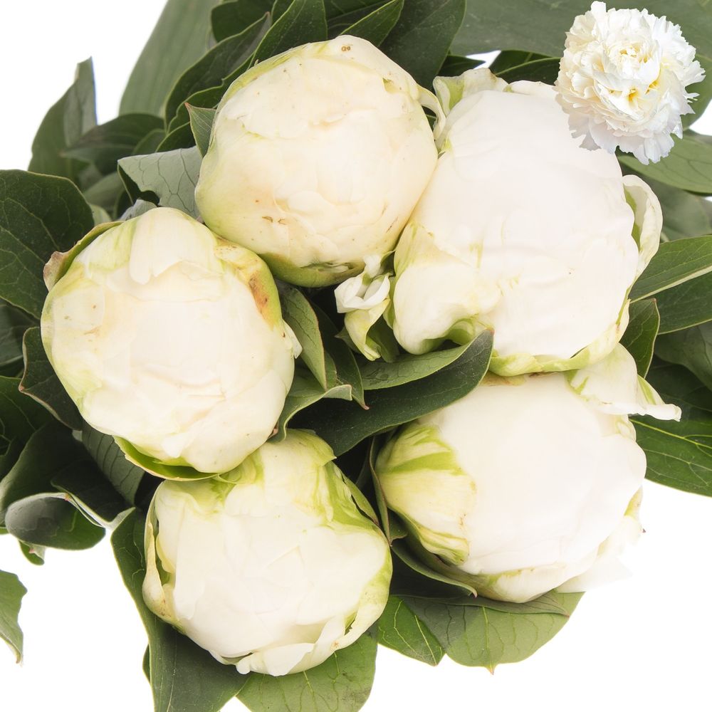 Pfingstrose creme Claude Frankreich 50cm