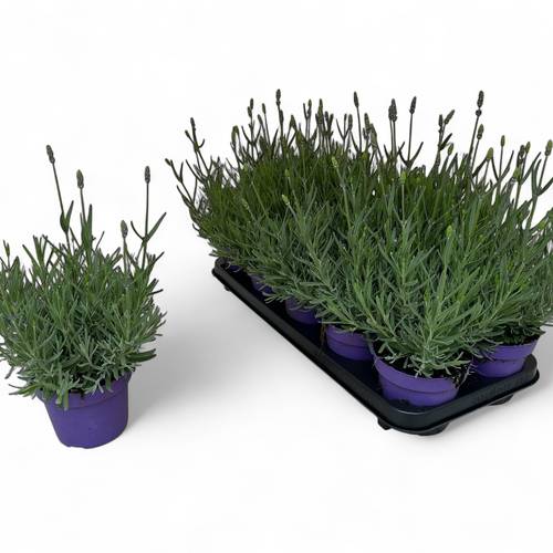 Lavendel ang. Hidcote T12 H025
