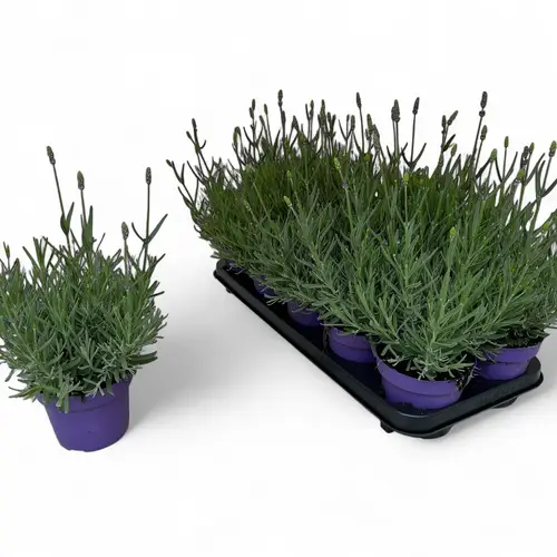 Lavendel ang. Hidcote T12 H025