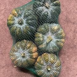 Zierkürbis orange/grün/grau Montillo 14cm Im Netz