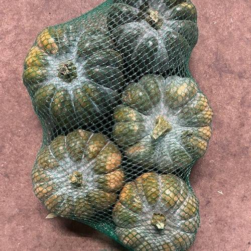 Zierkürbis orange/grün/grau Montillo 14cm Im Netz