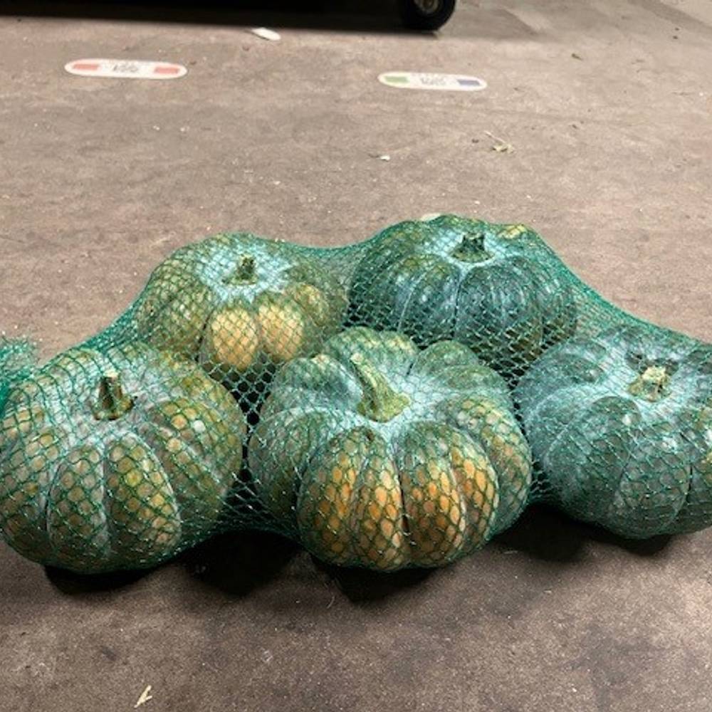 Zierkürbis orange/grün/grau Montillo 14cm Im Netz