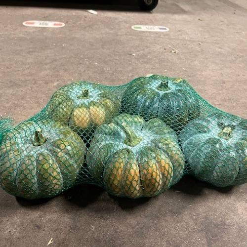 Zierkürbis orange/grün/grau Montillo 14cm Im Netz