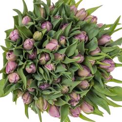 Tulpe rosa/ lila doppel Marlon 32 Gramm