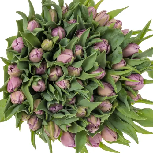 Tulpe rosa/ lila doppel Marlon 32 Gramm