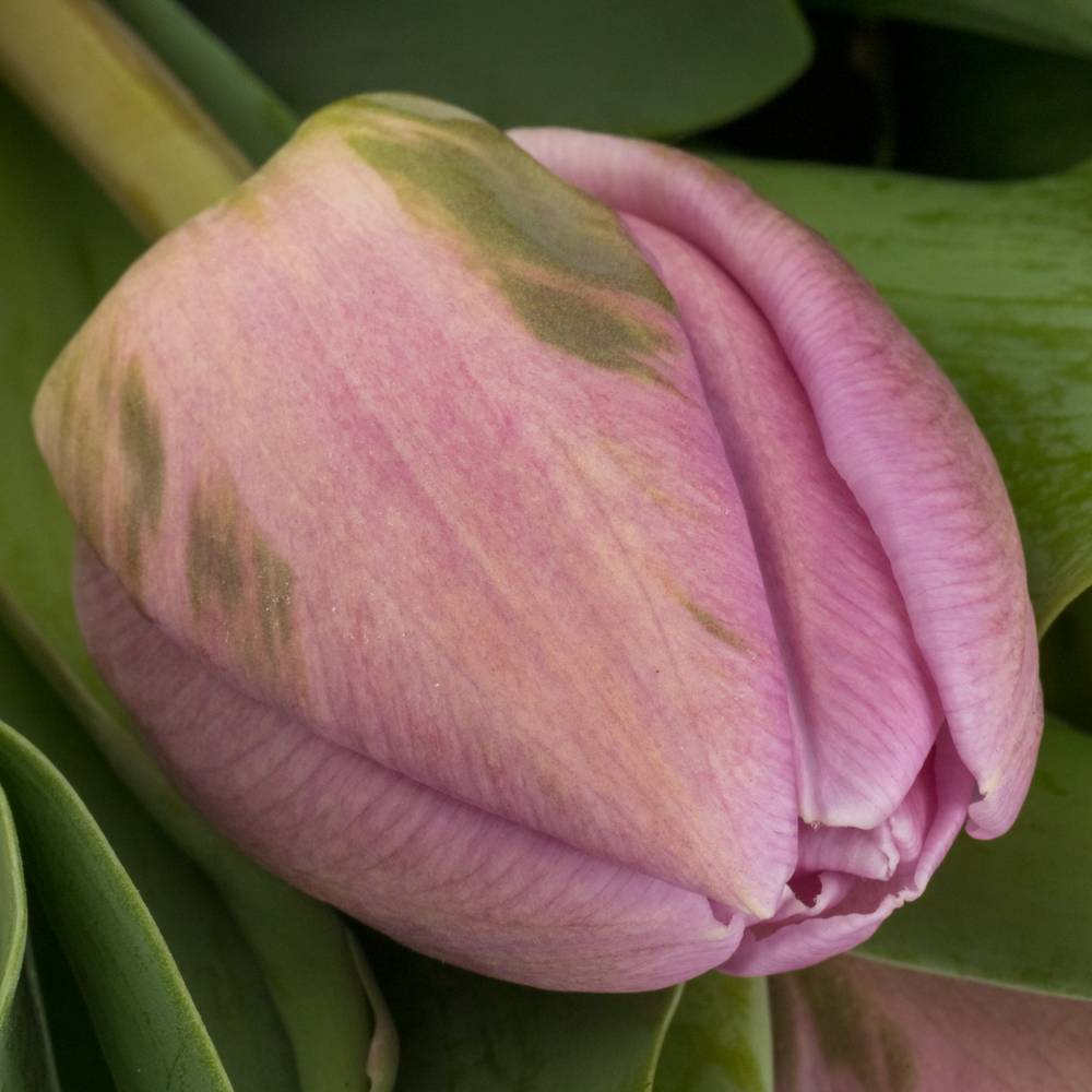 Tulpe rosa/ lila doppel Marlon 32 Gramm