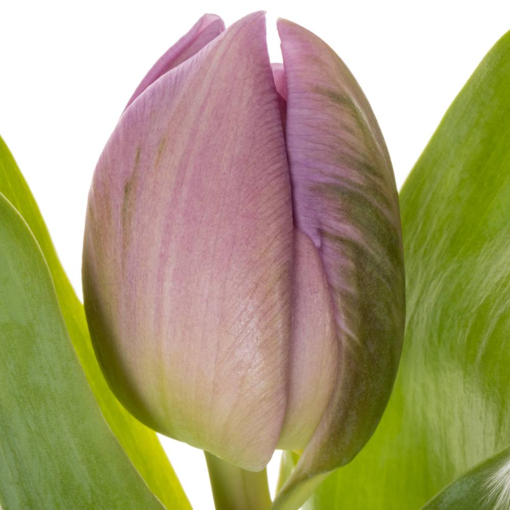 Tulpe rosa/ lila doppel Marlon 32 Gramm