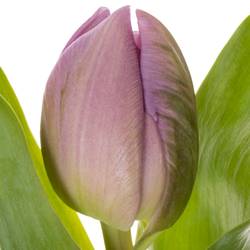 Tulpe rosa/ lila doppel Marlon 32 Gramm