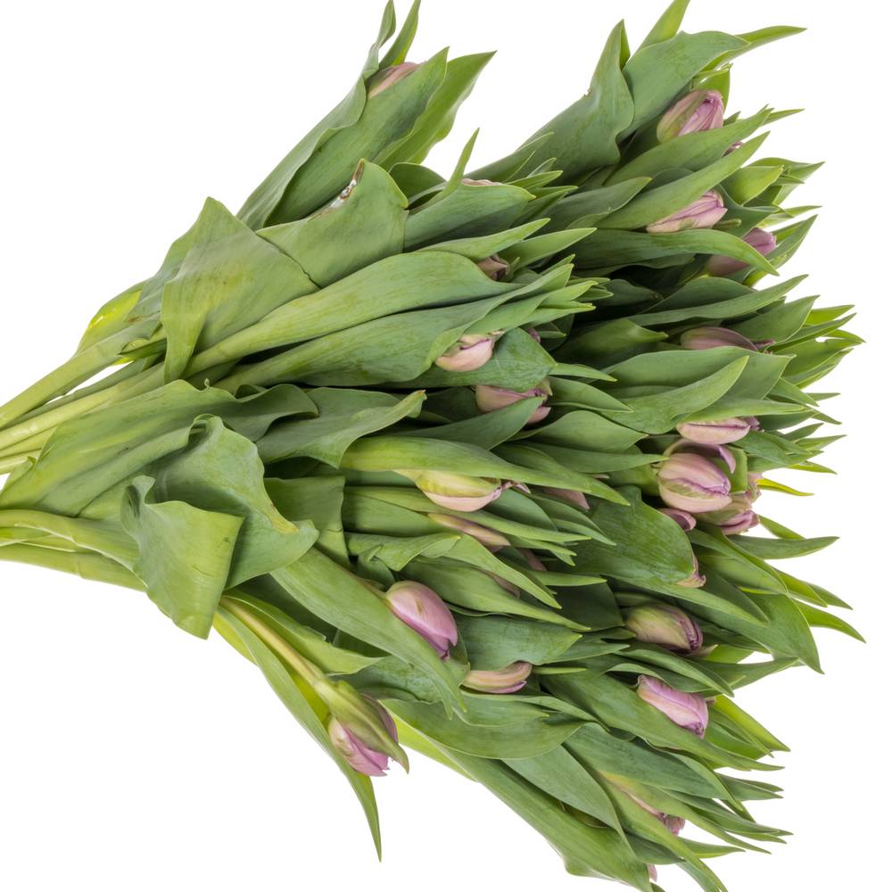 Tulpe rosa/ lila doppel Marlon 32 Gramm