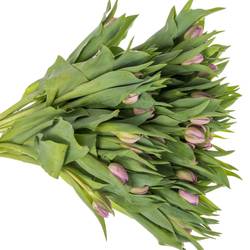 Tulpe rosa/ lila doppel Marlon 32 Gramm