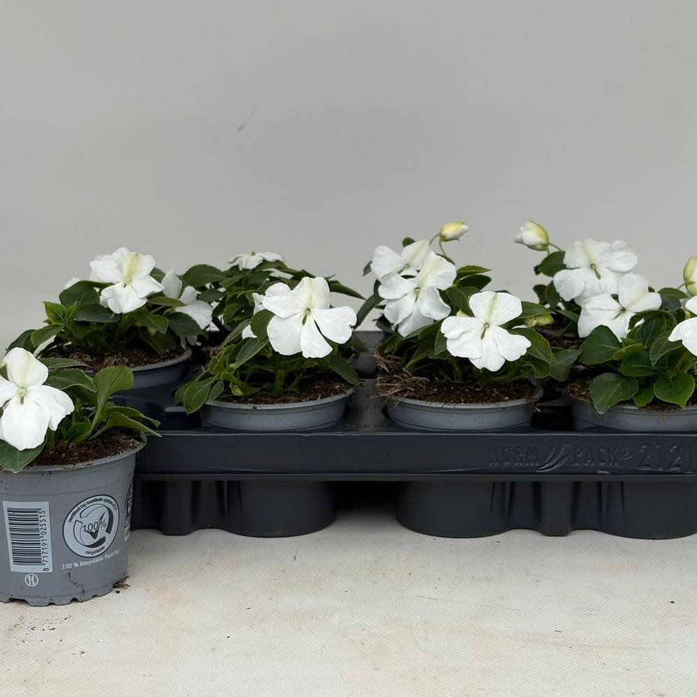 Impatiens Walleriana weiss T09 H020