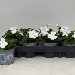 Impatiens Walleriana weiss T09 H020