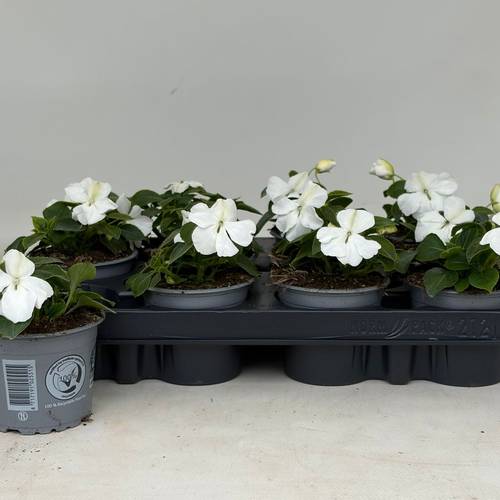 Impatiens Walleriana weiss T09 H020
