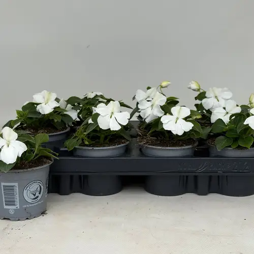 Impatiens Walleriana weiss T09 H020